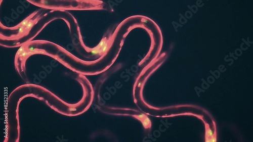 Caenorhabditis elegans