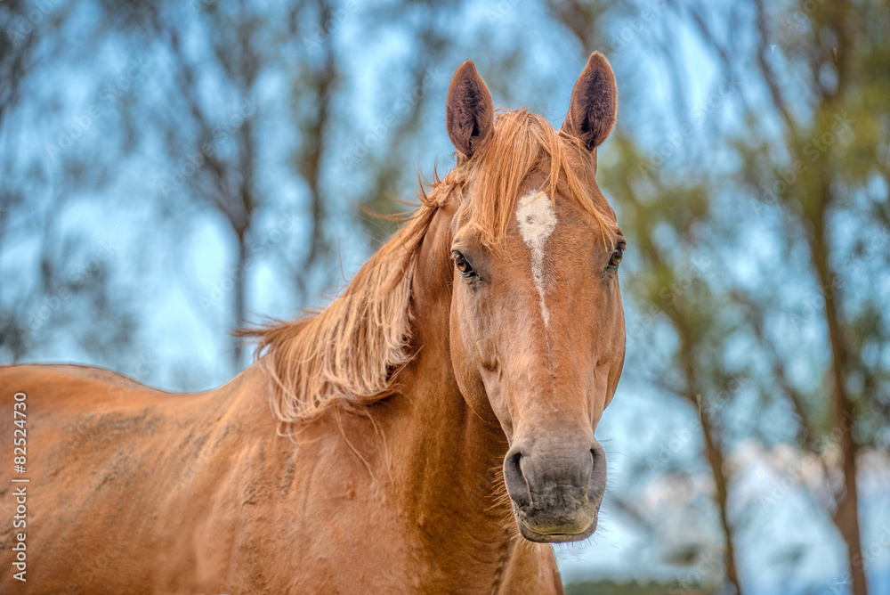 Portrait of a horse Portrait of a horse