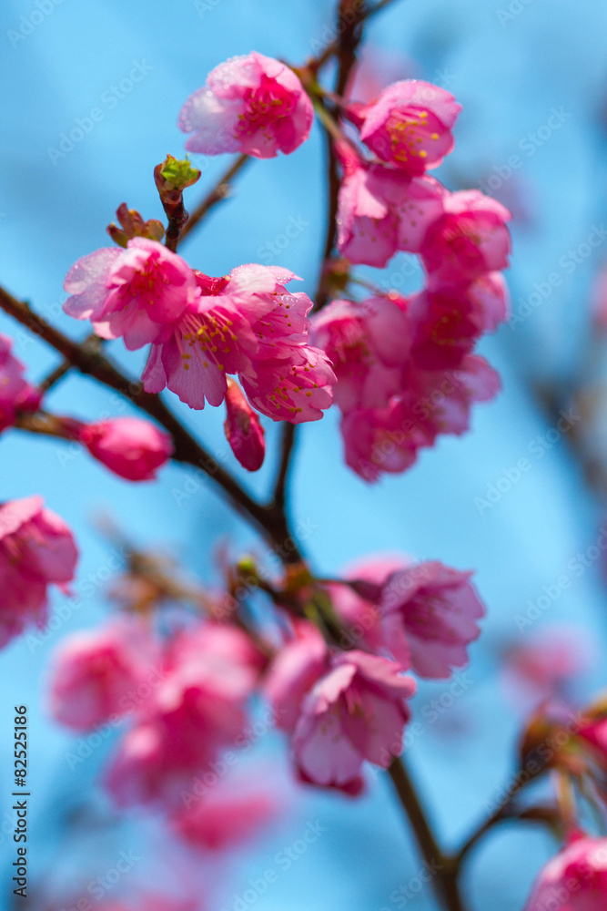 Obraz premium Pink sakura blossoms Background sky