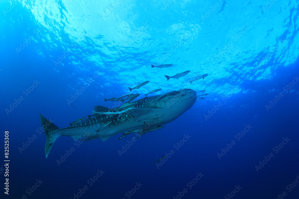 Fototapeta premium Whale Shark