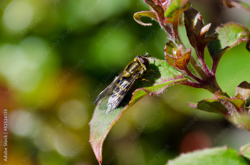 Golden Hoverfly Golden Hoverfly
