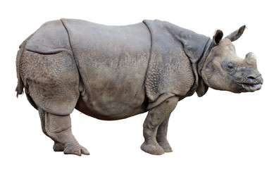Fototapete Nashorn Nashorn  © gors4730