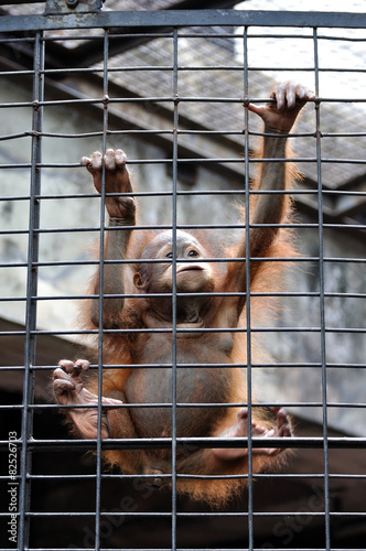 Orangutan baby climbing in animal cage