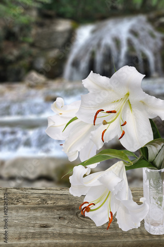 white lily photo