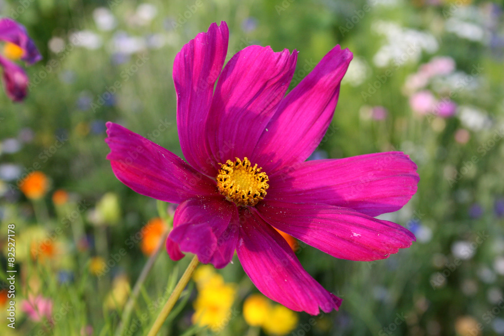 Fototapeta premium Schmuckkörbchen