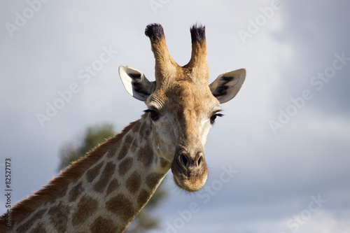 Giraffe in Botswana © joscelynm