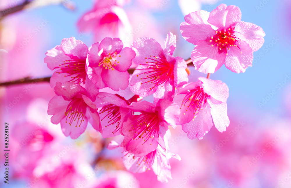 Spring Cherry blossoms Spring Cherry blossoms