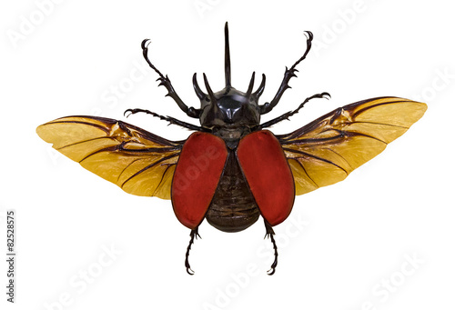 flying rhinoceros red beetle isolated on white