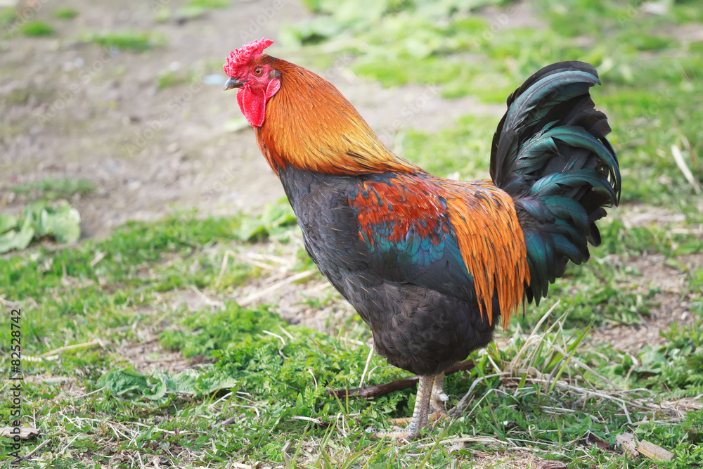 Adult of different colors rooster walking on farmyard