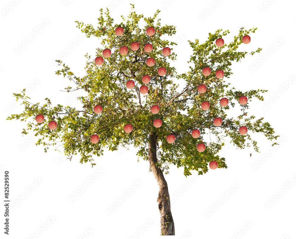 apple tree with large pink fruits on white
