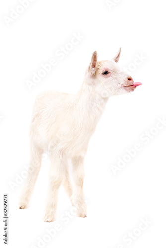 White little goat showing tongue 