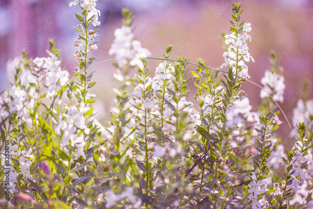 Obraz premium Floral background