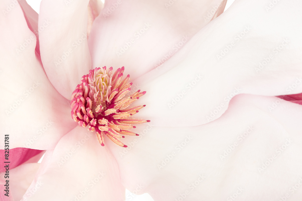 Naklejka premium Magnolia, pink spring flower macro