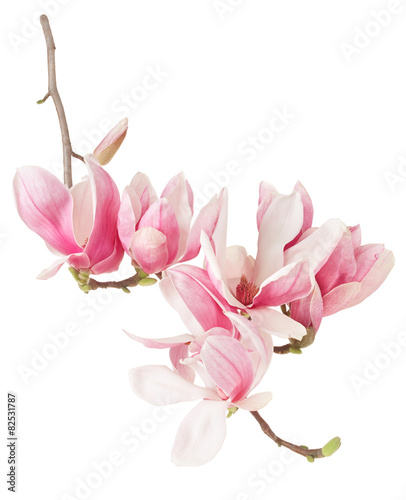 Magnolia, spring pink flower branch and buds on white, clipping path © andersphoto