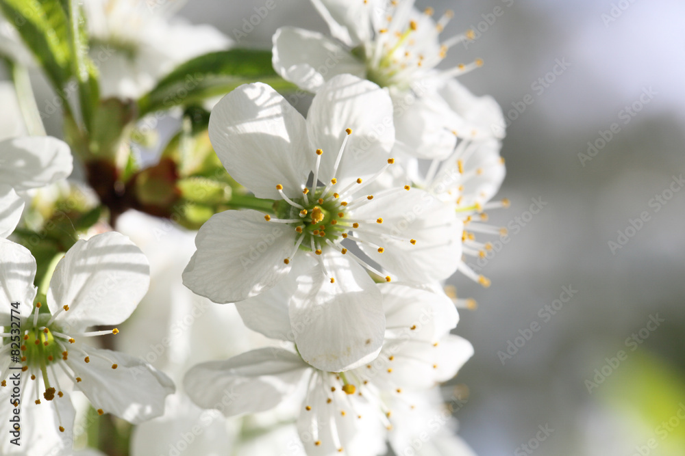 Fototapeta premium flower cherry