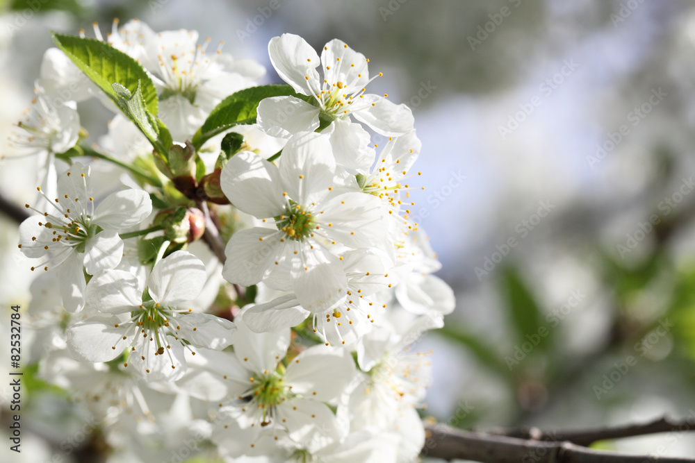 Obraz premium flower cherry