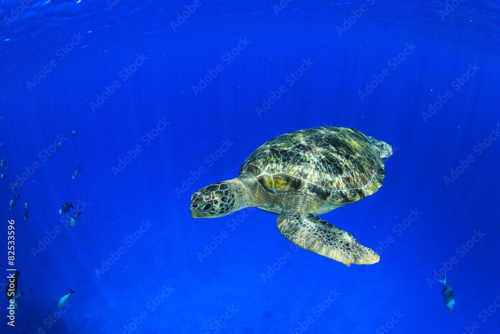 Obraz premium Green Sea Turtle underwater