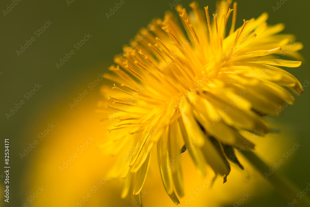 Obraz premium Nahaufnahme eines Löwenzahn mit verschwommenem Hintergrund