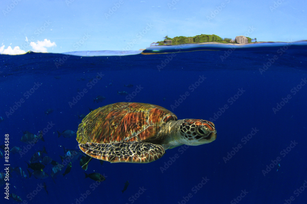 Green Sea Turtle swims in clear blue sea of Similan Islands