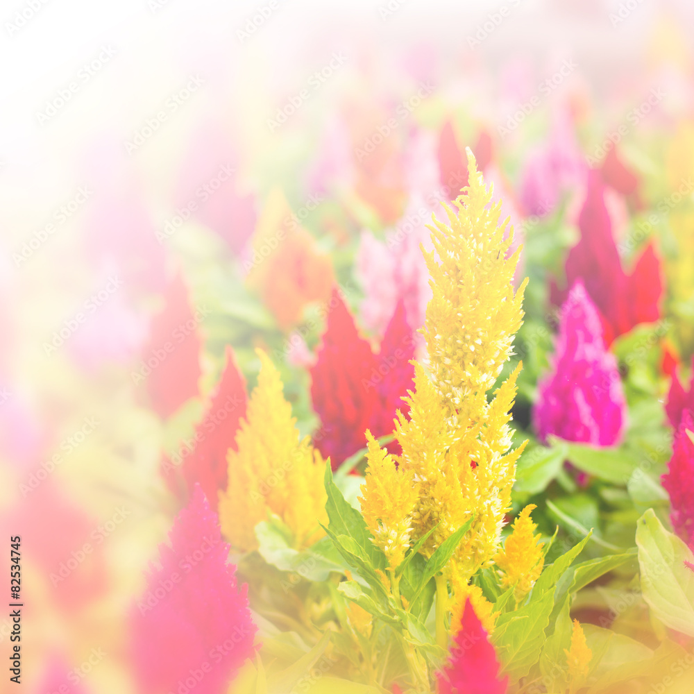 plumped celosia flower on nature background plumped celosia flower on nature background