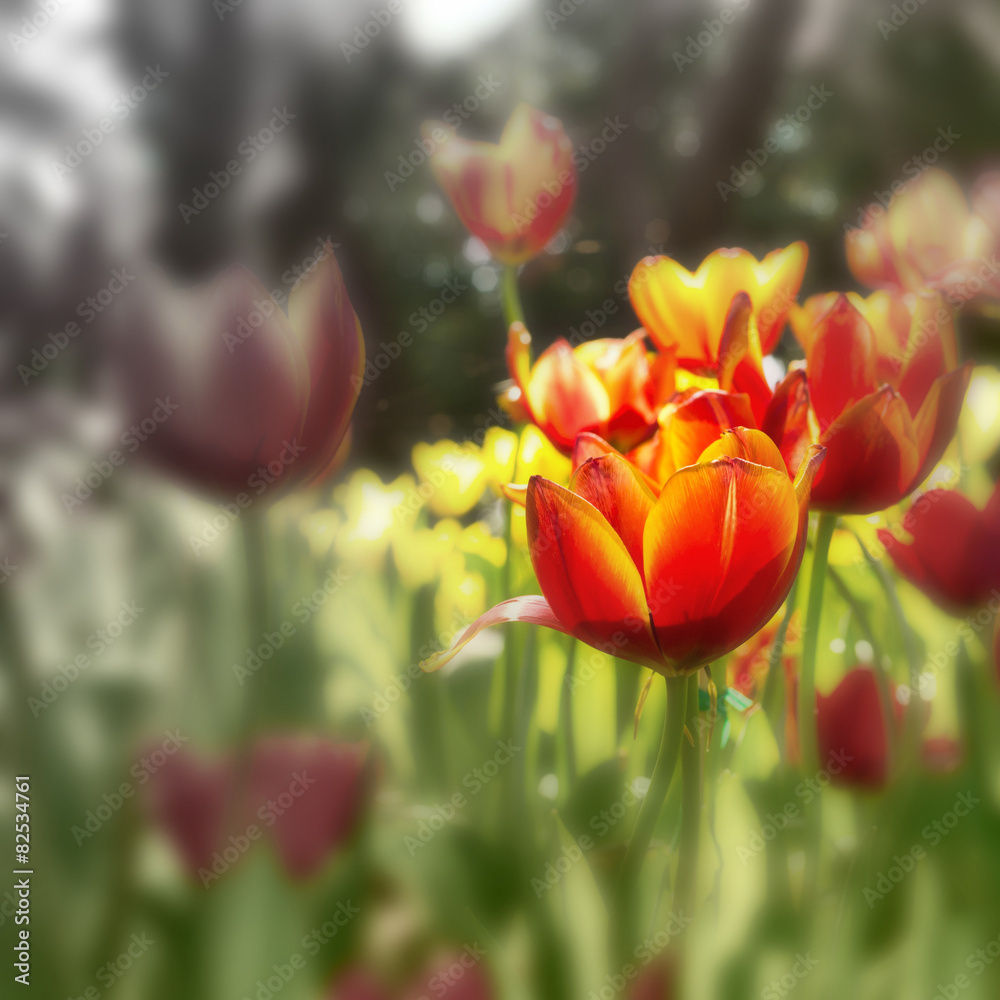 Fototapeta premium Tulips flower on nature background