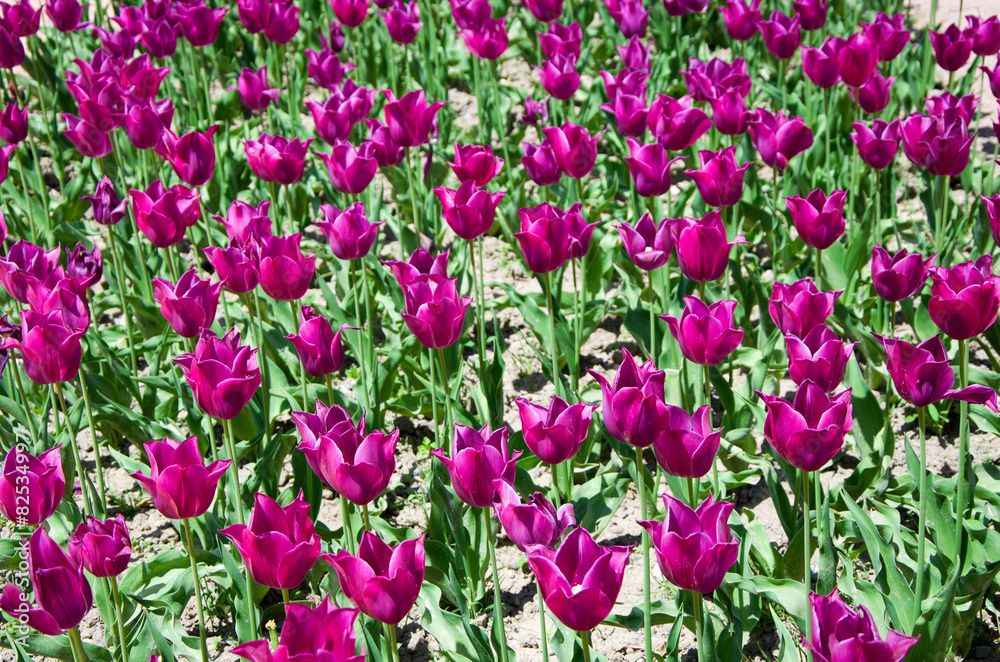 Пурпурные тюльпаны
