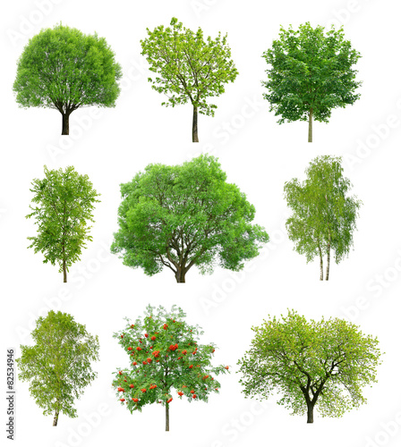 Great collection of deciduous trees isolated