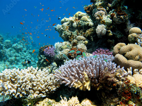 Fototapeta Naklejka Na Ścianę i Meble -  colorful coral reef in tropical sea, underwater