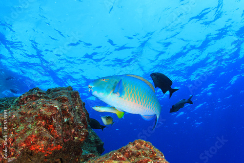 Coral reef and tropical fish in ocean © Richard Carey