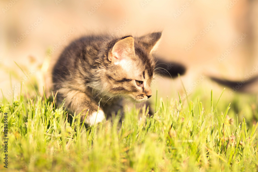 small fluffy kitten walking in grass