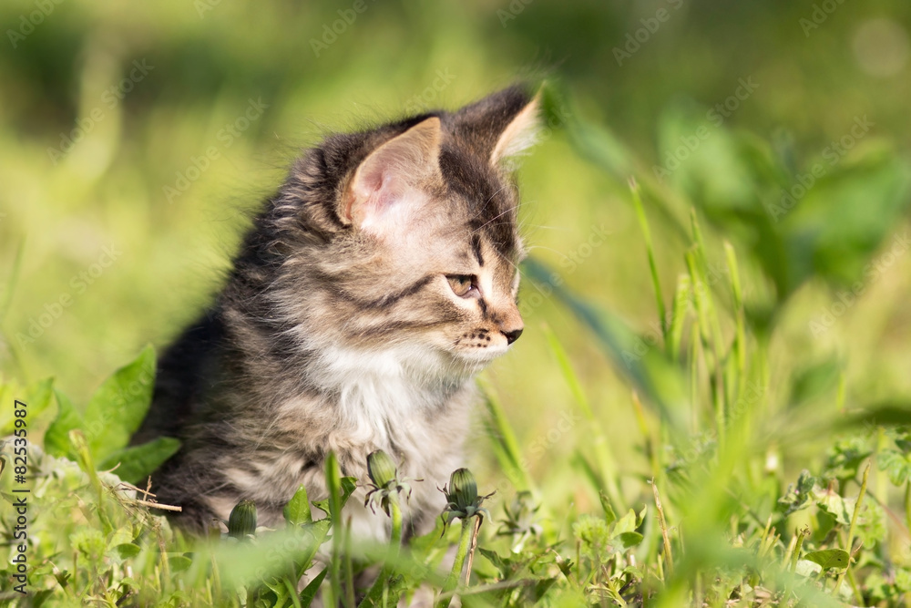 small fluffy kitten walking in grass