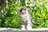 Portrait of a beautiful little kitten on the nature