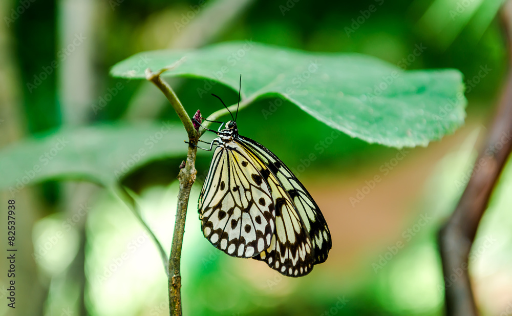 Obraz premium Tree Nymph butterfly hanging on a green leaf