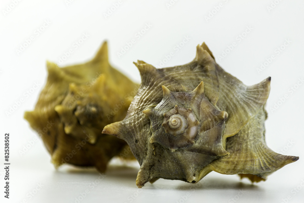 Market Bolinus brandaris, an edible marine gastropod mollusk. Market Bolinus brandaris, an edible marine gastropod mollusk.