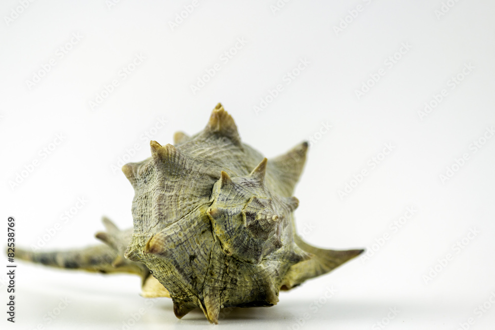 Market Bolinus brandaris, an edible marine gastropod mollusk. Market Bolinus brandaris, an edible marine gastropod mollusk.