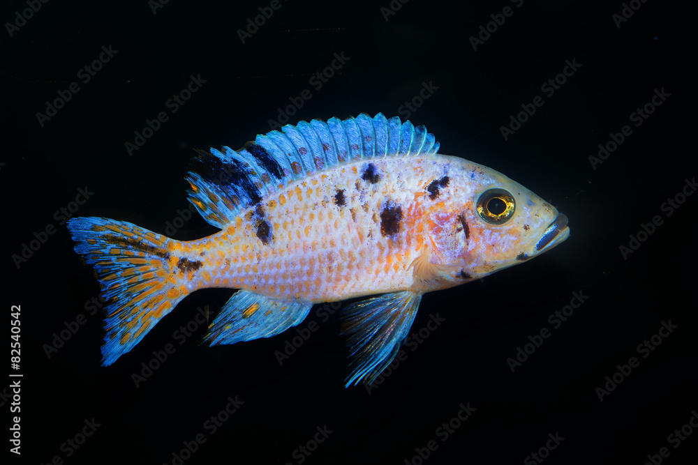 Fototapeta premium Cichlid fish