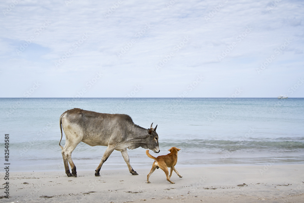 Cattle with barking dog in Uppuveli beach, Sri Lanka Cattle with barking dog in Uppuveli beach, Sri Lanka