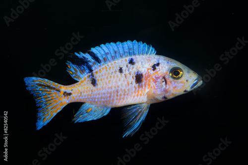 Cichlid fish