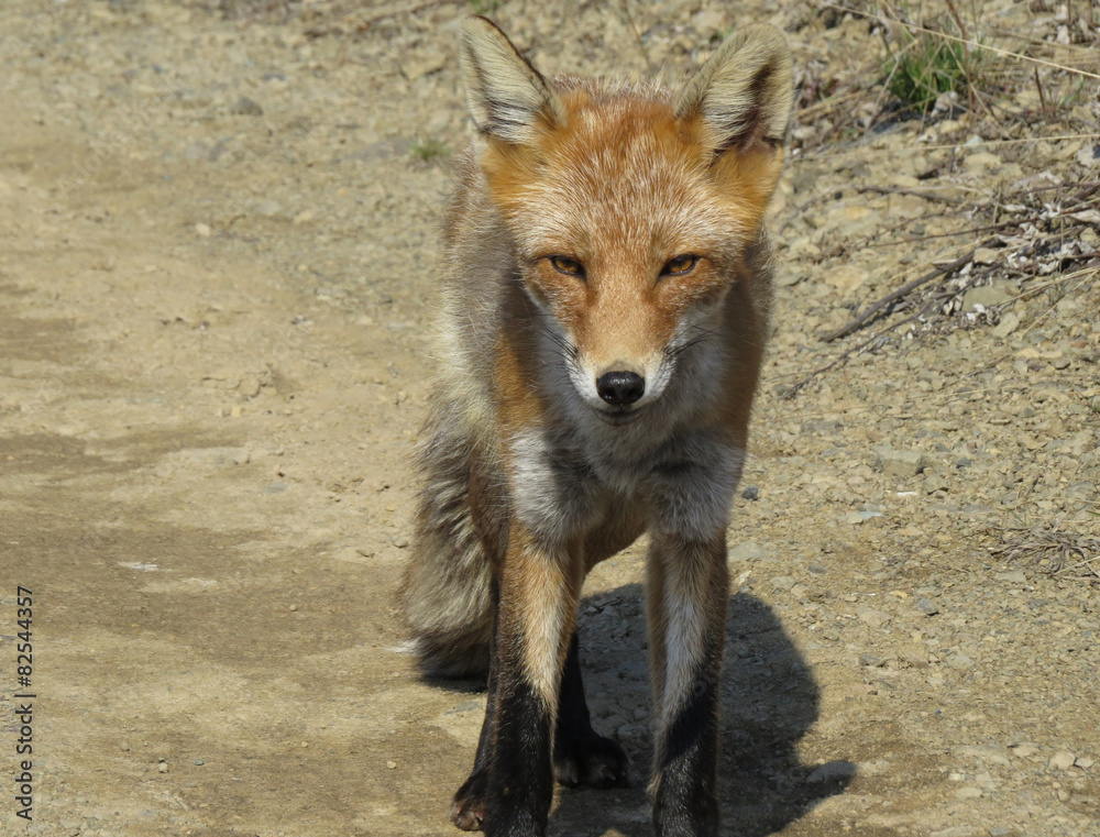 Fototapeta premium Fox went on the road and requires treats
