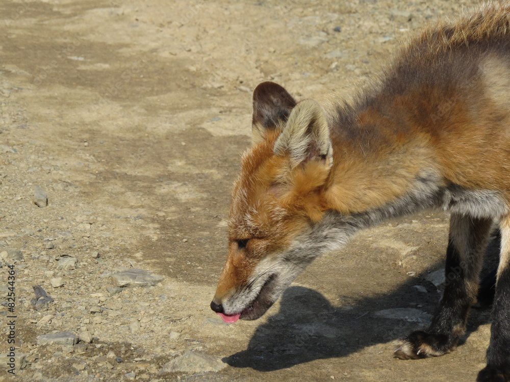 Fototapeta premium The Fox (Vulpes vulpes) ate the treat and licked