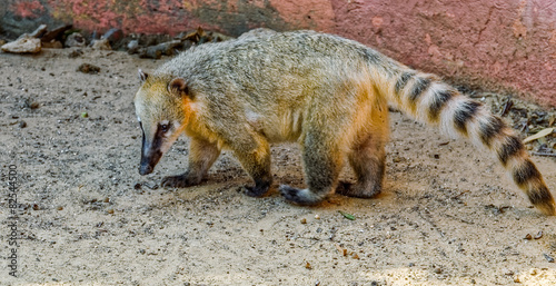 Coati photo