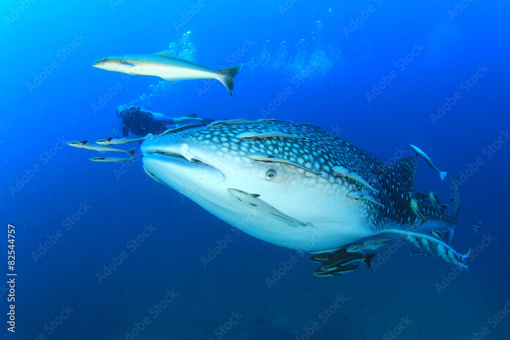 Fototapeta premium Whale Shark