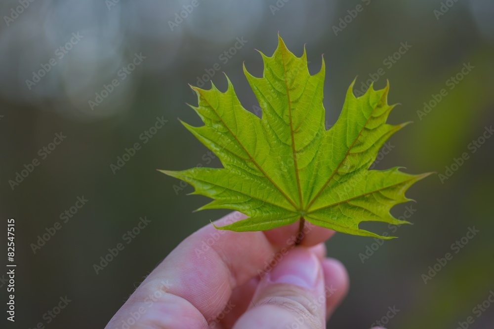Leaf of mapple.Green leave of maple on green blured background.. Leaf of mapple.Green leave of maple on green blured background..