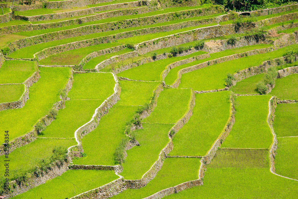 Rice terraces in the Philippines.  Rice cultivation in the North