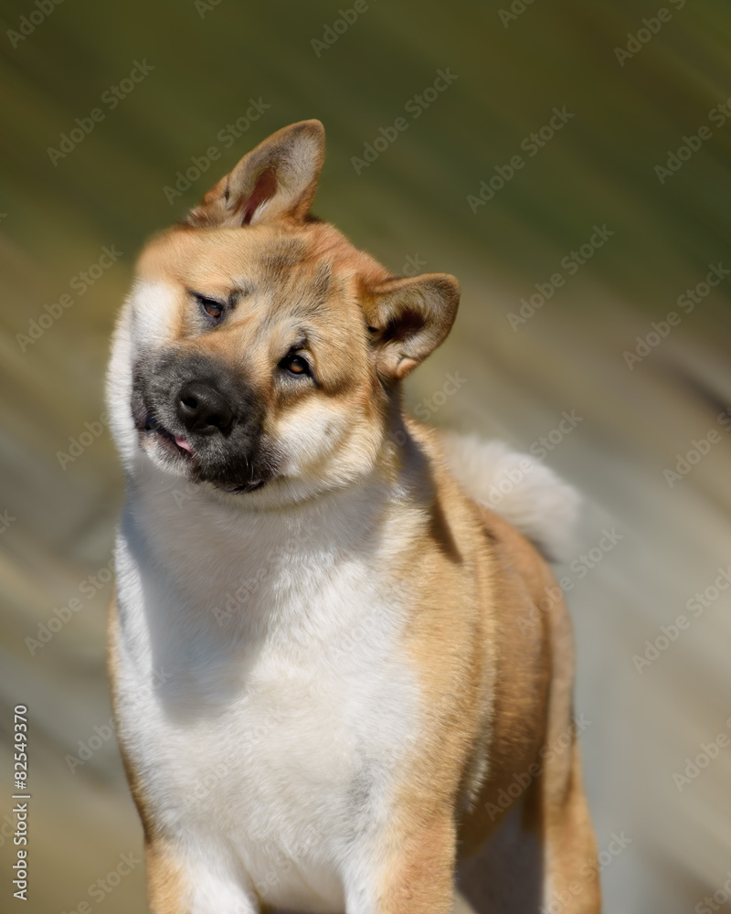 Fototapeta premium american akita dog standing outdoors