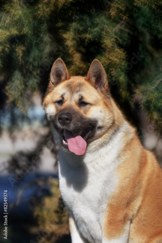 american akita dog standing outdoors