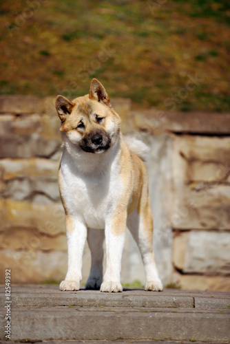 Fototapeta Naklejka Na Ścianę i Meble -  american akita dog standing outdoors