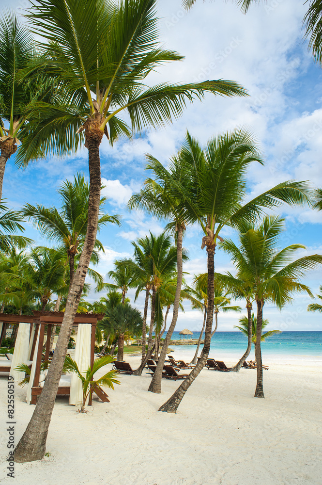 Obraz premium Palm and tropical beach in Tropical Paradise. Summertime holiday