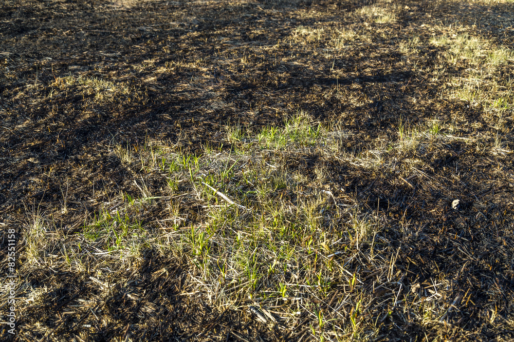 Bruned Grassland Bruned Grassland