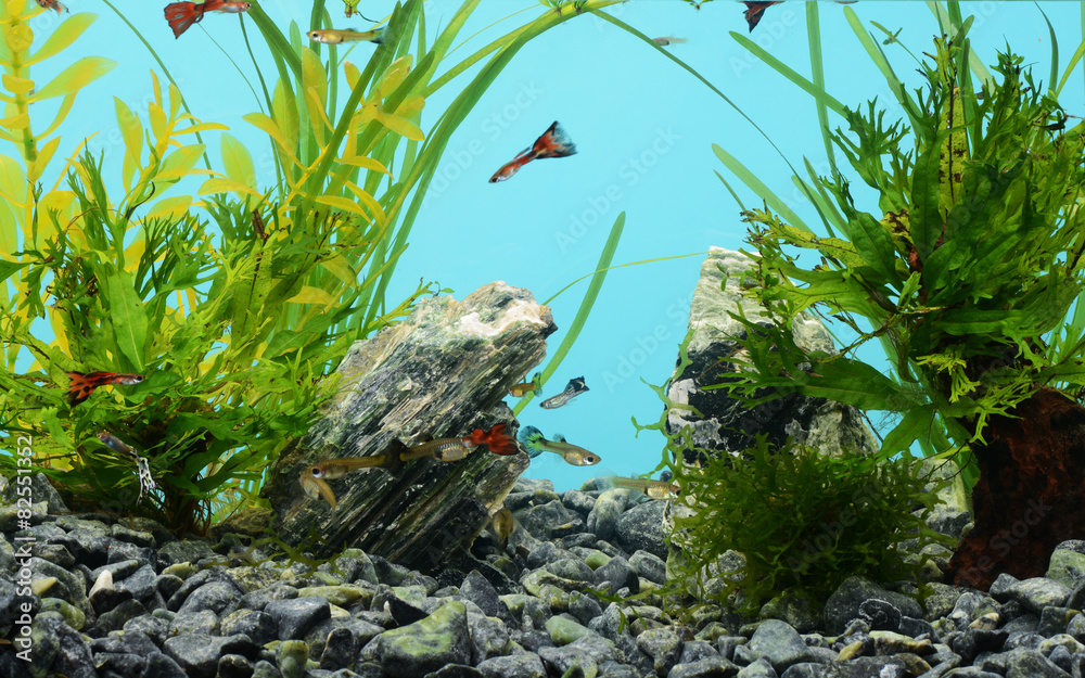 Naklejka premium Tropical freshwater aquarium